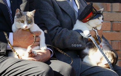 Nhật Bản phong tặng chức trưởng ga tàu cho mèo