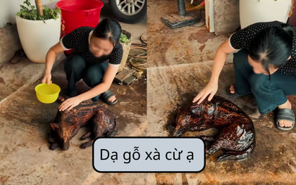 “Dạ gỗ xà cừ ạ” là gì?