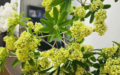 Lời khuyên cho những gia đình cắm hoa sữa trong nhà