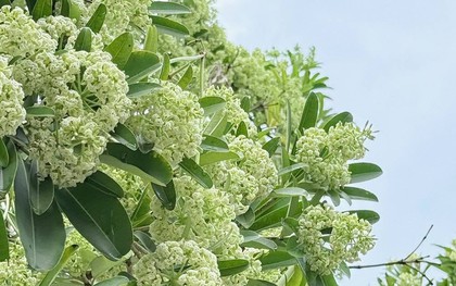Hoa sữa gây dị ứng, khó thở: Nhóm người nào cần tránh xa?