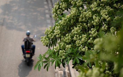 Vì sao mùi hoa sữa gây đau đầu, buồn nôn? Những người nào cần tránh loại hoa này càng nhiều càng tốt?