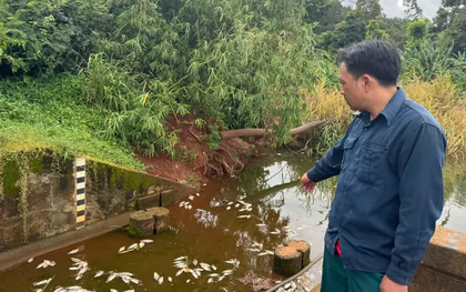Điều tra cá chết trắng hồ gần cụm công nghiệp có 4 công ty đấu nối xả thải trái phép