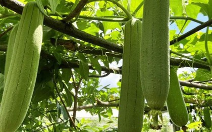 Bộ phận của quả mướp nhiều người vứt bỏ không ngờ có công dụng bất ngờ