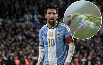 Xuất hiện bông hoa Messi trên thế giới