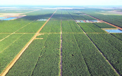 Việt Nam có một tỷ phú sang Campuchia trồng hơn 2.000 ha dứa: Được tập đoàn Mỹ 135 năm tuổi bắt tay hợp tác, sản lượng dự kiến 100.000 tấn/năm