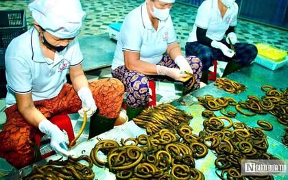 Bất ngờ về làng nghề chế biến con "đặc sản" thu về hàng trăm tỷ đồng mỗi năm