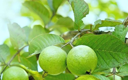 Vì sao nhiều gia đình trồng cây ổi trong sân? Hóa ra không chỉ để lấy quả