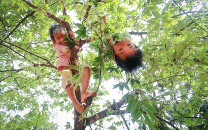 Vì sao Hà Nội cấm trồng loài cây cho quả ngọt, gắn với tuổi thơ của nhiều người Việt?