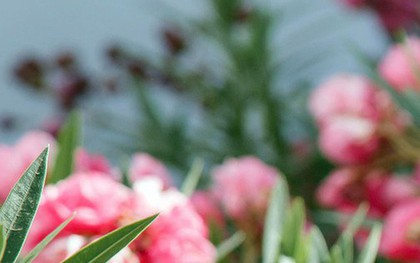 Loại cây có hoa đẹp rực rỡ nhưng bị cấm trồng trên đường phố Hà Nội: Lý do liên quan đến chất cực độc