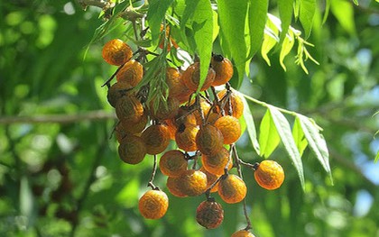 Vì sao Hà Nội cấm trồng loài cây quen thuộc với nhiều người Việt, là dược liệu trong nhiều bài thuốc dân gian?