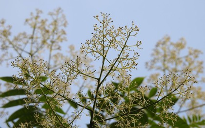 Vì sao Hà Nội cấm trồng loài cây quen thuộc với người Việt, quả chín mang hương thơm, hạt chứa dầu có thể làm xà phòng?