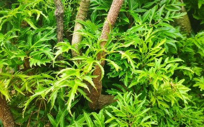 Đinh lăng - "nhân sâm của người nghèo": Dùng sai cách coi chừng rước họa