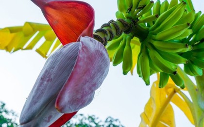 Chuyên gia giải mã công dụng chữa bệnh thực sự của hoa chuối