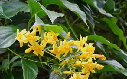 Vụ nhóm học sinh ăn lá ngón, một em tử vong: Hé lộ nguyên nhân ban đầu