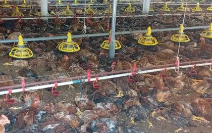 Hơn 1 tỷ đồng 'bốc hơi' sau sự cố chập điện tại trang trại gà