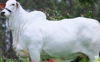 Con bò màu trắng khổng lồ có giá hơn 122 tỷ đồng