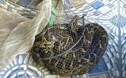 Đi thăm đồng, người đàn ông Hà Tĩnh bắt được trăn đất nặng 9kg