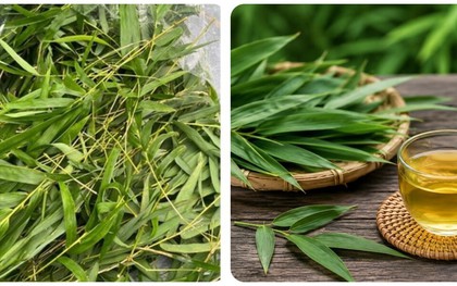 Bài thuốc chữa bệnh từ lá tre