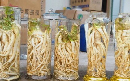 Lời khuyên cho những ai uống rượu ngâm đinh lăng