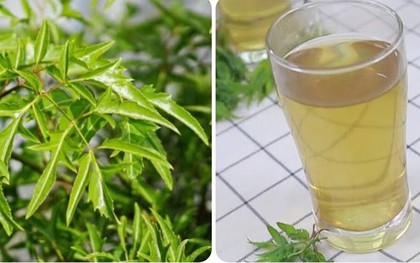 Uống nước lá đinh lăng hàng ngày có tốt?