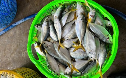 3 loại cá tốt bậc nhất cho người mỡ máu cao, ngừa bệnh tim: Chợ Việt cực sẵn nhưng nhiều người chưa biết mà ăn!