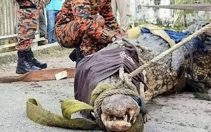 Cần thủ vô tình móc trúng "quái thú" dài hơn 4,5m, nặng trên 1 tấn: Kéo lên mới phát hiện điều bất thường