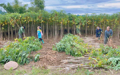 Không phải gạo hay sầu riêng, 'vàng dưới lòng đất' của Việt Nam được Trung Quốc săn lùng đến 94%: Giá xuất khẩu lao dốc mạnh, nước ta sản xuất 18 triệu tấn mỗi năm
