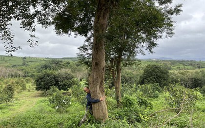 Loại gỗ quý được ví "đắt hơn vàng": Số cá thể ngoài tự nhiên ở Việt Nam chỉ còn đếm trên đầu ngón tay