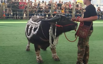 Con trâu lùn được trả 16 tỷ đồng, người đàn ông vẫn từ chối bán