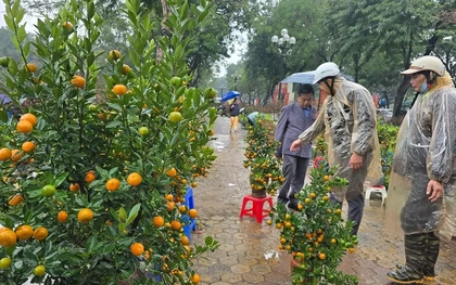 Cận Tết, phố bớt cây cảnh tràn đường, chợ hoa Hà Nội vẫn vắng khách