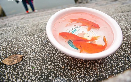 Thả cá chép Tết ông Công ông Táo: Để cá được sống, không phải để mình yên tâm