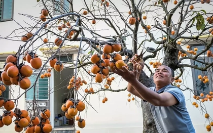 ‘Báu vật’ giữa vườn hồng cổ được trả nửa tỷ nhưng chủ không bán
