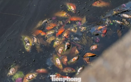 Hầu hết cá chép chết ngửa bụng sau 15 phút thả xuống hồ