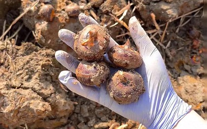 Thứ này ăn sống thì giải độc, nấu chín thì bổ phổi: Ngoài chợ sẵn nhiều giá chỉ vài nghìn mua đủ 1 bữa