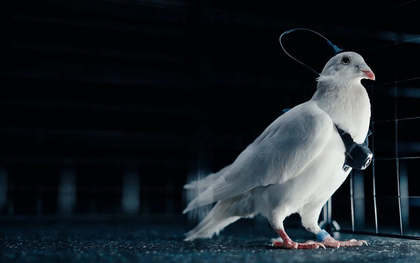 Phát minh như khoa học viễn tưởng của Nga gây chấn động giới công nghệ: Cấy chip não biến chim bồ câu thành thiết bị bay, không lo hết pin, tiếp cận được mọi địa hình