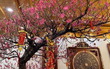 Tết Ngựa 2026: 3 cây nên đặt trong nhà để vạn sự hanh thông, tài lộc không cầu mà tự đắc