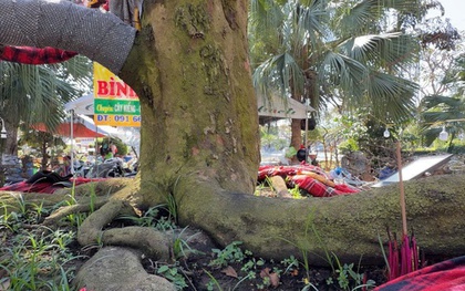 Chủ cây mai vàng “Nghinh Xuân Bính Ngọ” tiết lộ lý do rao bán 3,7 tỉ đồng