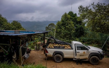 Đua nhau trồng ‘sản vật trời ban’, nông dân nước Đông Nam Á nay lao đao vì Trung Quốc giảm mua, giá rớt thê thảm, Thái Lan có thể là 'nạn nhân' kế tiếp