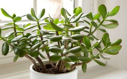 3 loại cây 'giữ của', 'hút' tài lộc nên trồng trong năm Bính Ngọ