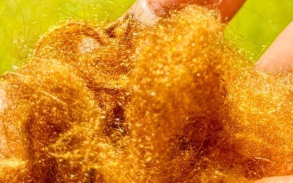 ‘Tơ vàng’ quý hiếm của đại dương tái xuất: Nhà khoa học Hàn Quốc hồi sinh thành công vật liệu xa xỉ giữ ánh kim hàng nghìn năm