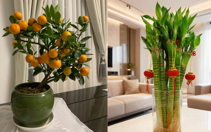 5 loại cây hút sạch độc tố, mời gọi tài lộc: Chưng trong nhà cực tốt