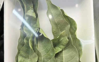 7 lá xoài giá 52.000 đồng ở Mỹ: Thứ bỏ đi ở Việt Nam lại thành hàng bán, người ta mua về làm gì?