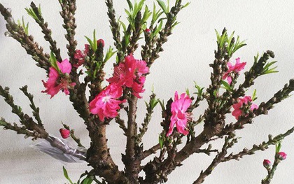 Việt Nam có "vua đào Tết" cực quý hiếm: Không phải đào huyền, đào chuông, được ví như sản vật tiến Vua