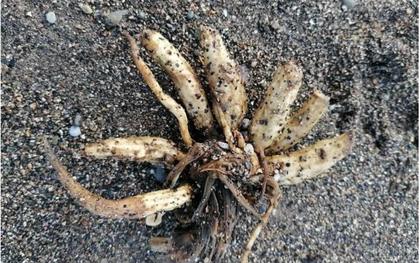 Loài cây kịch độc có thể gây tử vong chỉ sau một lần chạm trôi dạt vào bãi biển nổi tiếng, chuyên gia phát cảnh báo khẩn