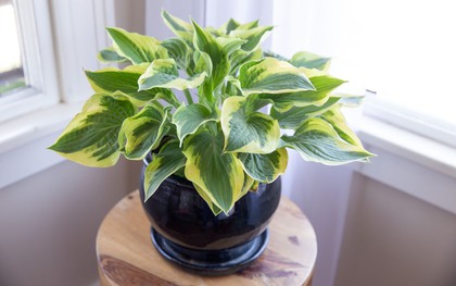 Loại cây nên được trồng ngay bây giờ