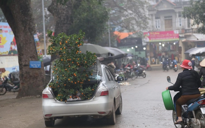 Giữa chợ Tết đông nghịt người, tôi ngượng ngùng để bố vợ nhét cây quất to vào cốp xe mình, kết quả sau đó cay đắng vô cùng