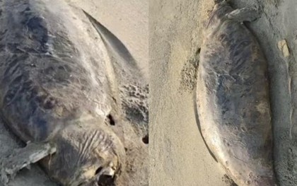 “Nàng tiên cá” đã tuyệt chủng vừa tái xuất? Phát hiện xác sinh vật bí ẩn dài 1,5 mét, phần đầu đã phân hủy