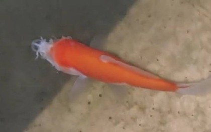 Cá vàng không đầu vẫn bơi tung tăng trong bể