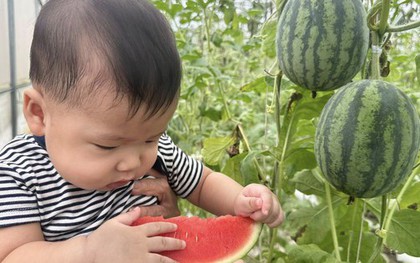 Nhà có em bé mê dưa, mẹ trồng hẳn vườn dưa mấy nghìn quả, ngắm cả khu vườn xanh mát khiến ai ghé cũng phải ngỡ ngàng