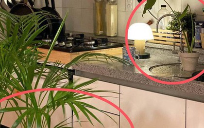 Nhiều người đặt cây này cạnh bếp cho đẹp mà không biết đang vô tình làm thất thoát tiền bạc mỗi tháng